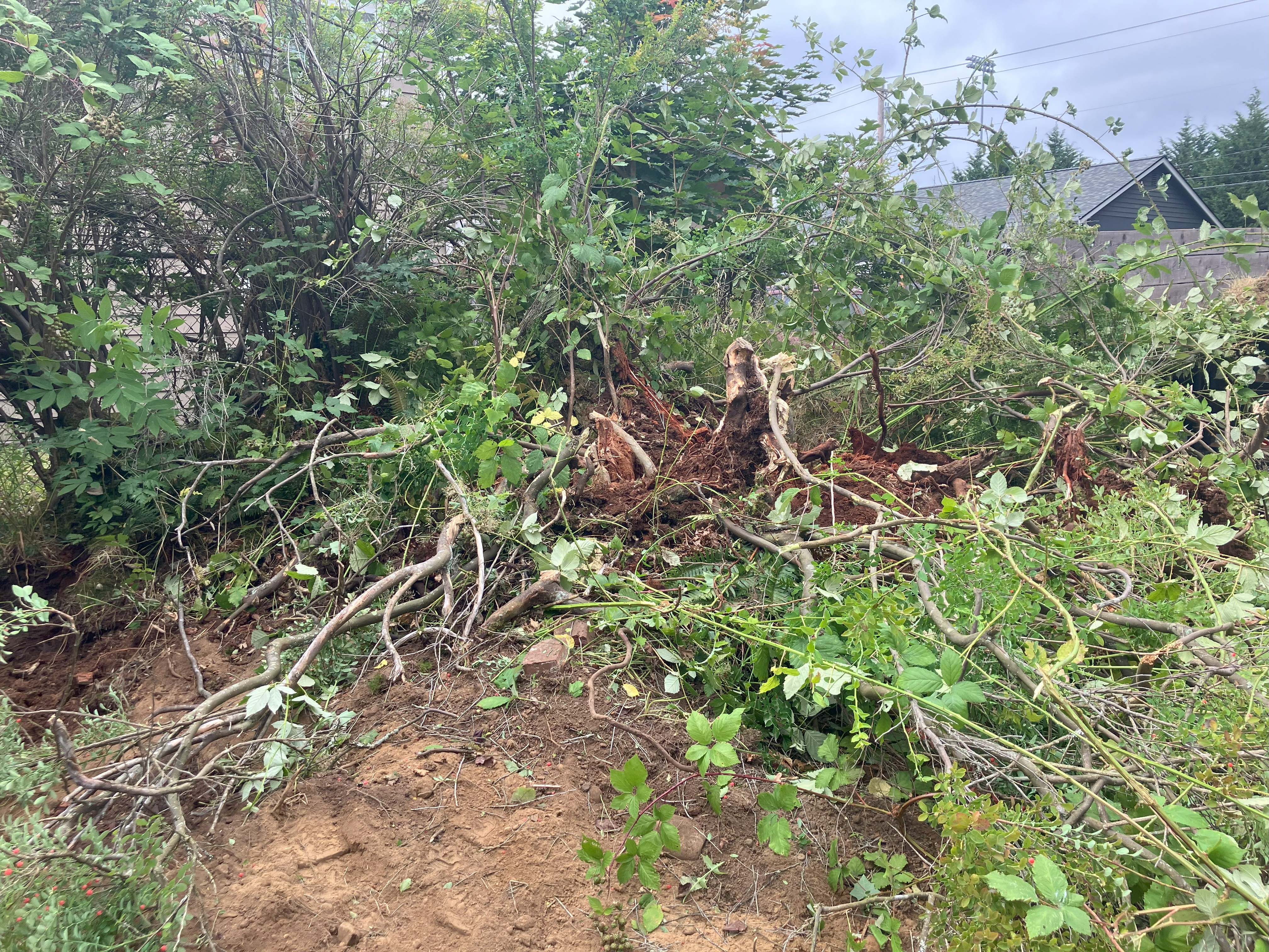 Brush Clearing Service