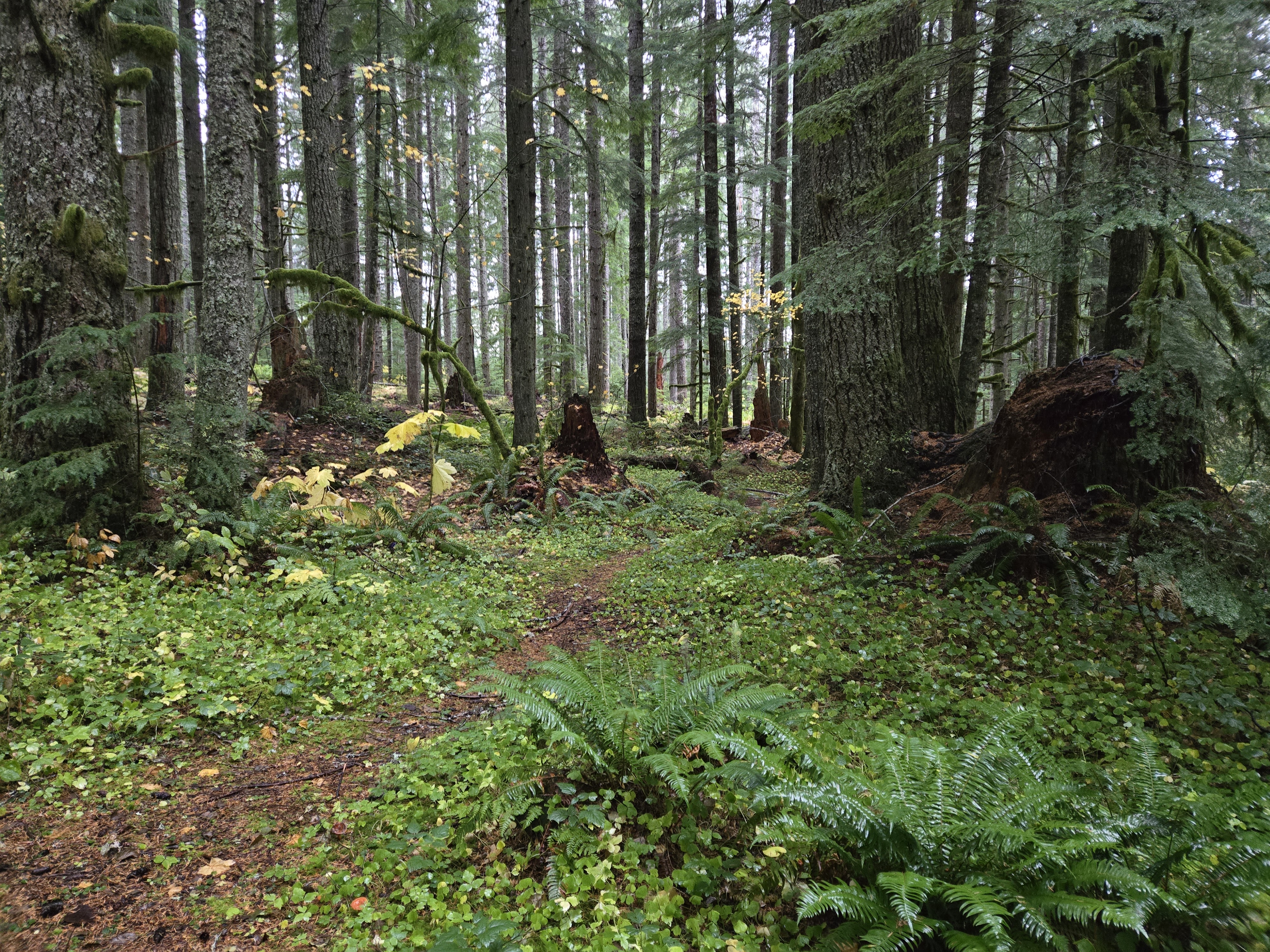Brush Clearing Service